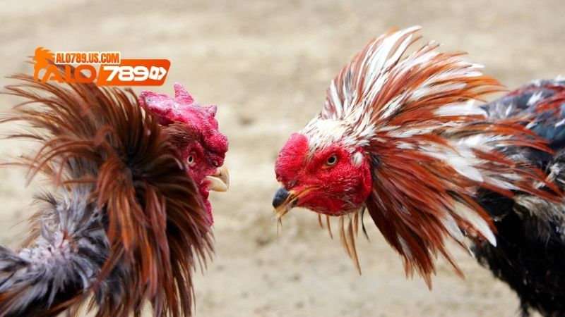 Đại Giáp Thần Kê