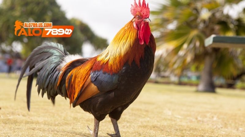 Gà Nhật Nguyệt Thần Kê