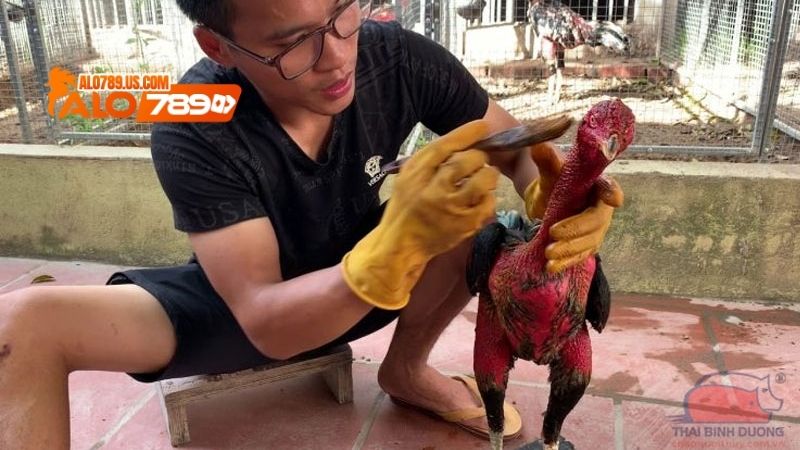 vô nghệ cho gà